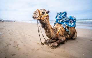 Camel by the beach in Agadir, Morocco — perfect coastal adventure for sailing and travel enthusiasts