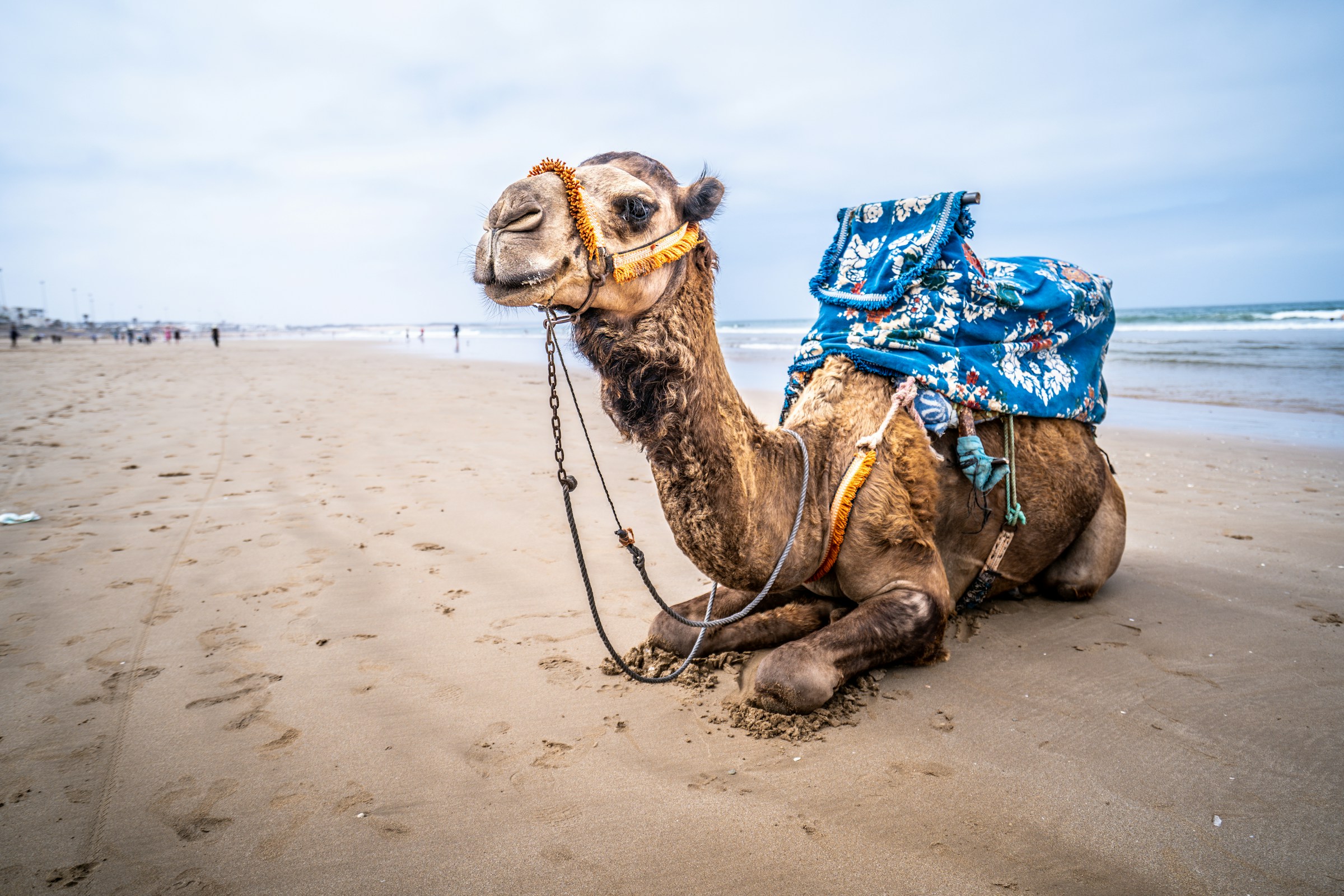 Camel by the beach in Agadir, Morocco — perfect coastal adventure for sailing and travel enthusiasts